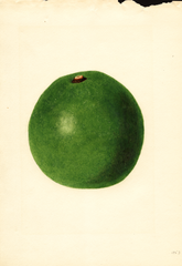 Avocados, Winslowson (1937)