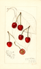 Cherries, Sparhawk (1915)