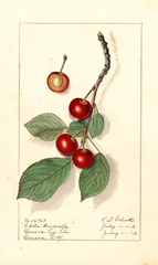 Cherries, Spate Amarelle (1912)