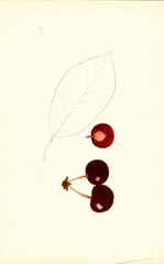 Cherries, St. Medard (1939)