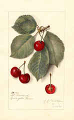 Cherries, St. Medard (1911)
