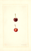 Cherries, St. Medard (1932)