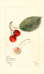Cherries, Stuart Bigarreau (1912)
