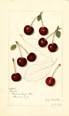 Cherries, Suda (1915)