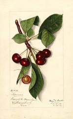 Cherries, Timme (1913)