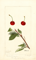 Cherries, Wabash (1895)