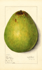 Avocados, Persea Americana (1914)