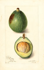 Avocados, Avocado (1906)