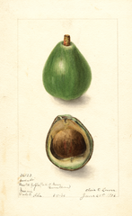 Avocados, Avocado Seedling (1906)