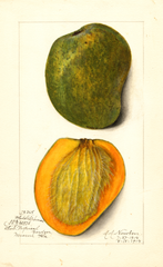 Mangoes, White Alphonse (1914)