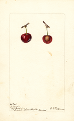 Cherries, Baldwin (1901)