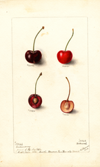 Cherries (1899)