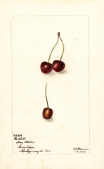 Cherries, Bartlett (1902)
