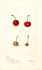 Cherries, Belle De Choisy (1898)