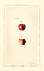 Cherries, Bing (1929)