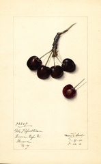 Cherries, Black Republican (1914)
