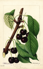 Cherries, Black Republican (1892)