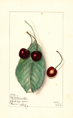 Cherries, Black Tartarian Imp. (1912)