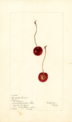 Cherries, Brusselar Braune (1898)