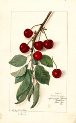 Cherries, Grosse Picarde (1910)