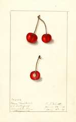 Cherries, Grosse Picarde (1909)