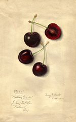 Cherries, Kallich Giant (1914)
