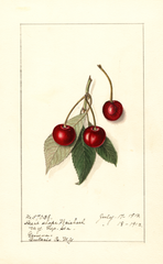 Cherries, Heart Shape Weichsel (1912)