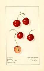 Cherries, Hortense (1916)