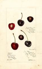 Cherries (1895)