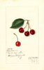 Cherries, Jno. Morris (1912)