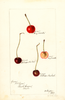 Cherries (1897)