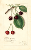 Cherries, Knight Early Red (1912)
