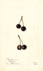 Cherries, Lamaurie (1903)