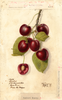 Cherries, Lambert (1907)