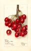 Cherries, Lambert (1907)