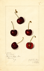 Cherries, Lambert (1916)