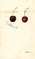 Cherries, Lambert (1895)