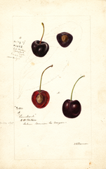 Cherries (1895)