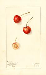 Cherries, Late Napoleon (1911)