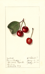 Cherries, Louis Phillips (1912)