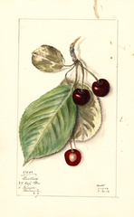 Cherries, Luelling (1912)