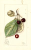 Cherries, Luelling (1912)
