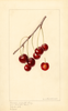 Cherries, Marasca Moscata (1933)