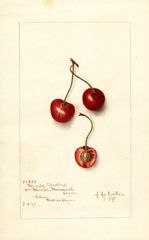 Cherries, Meador Seedling (1907)