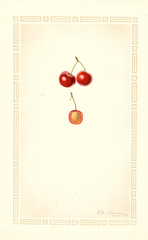 Cherries, Meyers (1928)