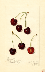Cherries, Mezel (1916)