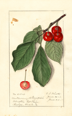 Cherries, Montmorency De Bourgueil (1911)