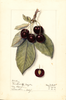 Cherries, Montmorency De Mezel (1914)