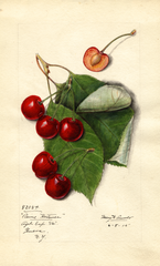 Cherries, Reine Hortense (1915)