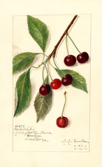 Cherries, Roditelsky (1911)